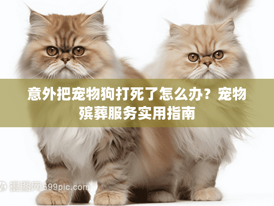 意外把宠物狗打死了怎么办？宠物殡葬服务实用指南