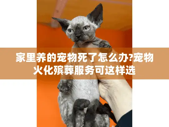 家里养的宠物死了怎么办?宠物火化殡葬服务可这样选