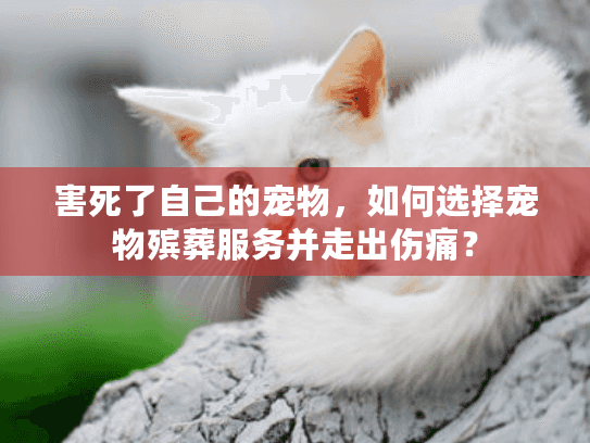 害死了自己的宠物，如何选择宠物殡葬服务并走出伤痛？