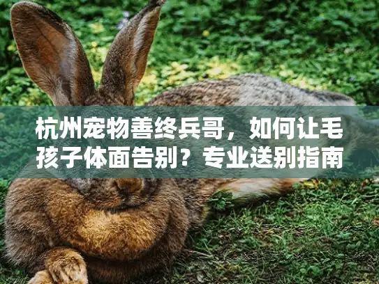 杭州宠物善终兵哥，如何让毛孩子体面告别？专业送别指南