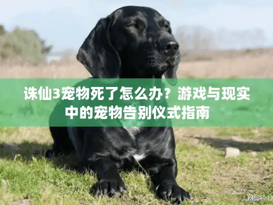 诛仙3宠物死了怎么办？游戏与现实中的宠物告别仪式指南