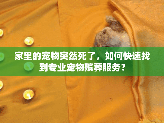 家里的宠物突然死了，如何快速找到专业宠物殡葬服务？