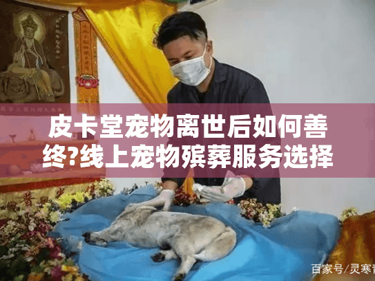皮卡堂宠物离世后如何善终?线上宠物殡葬服务选择指南