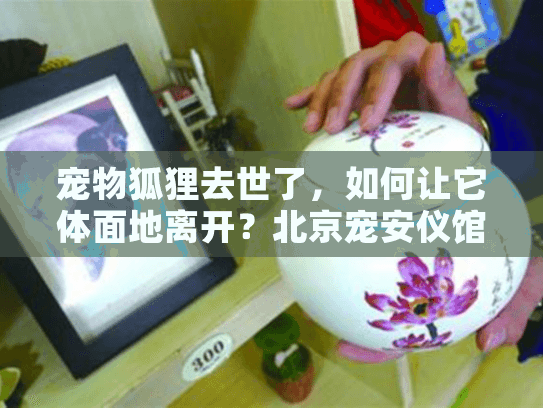 宠物狐狸去世了，如何让它体面地离开？北京宠安仪馆分享告别全流程