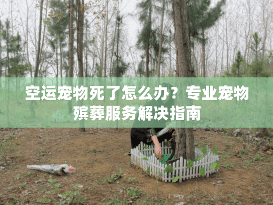 空运宠物死了怎么办？专业宠物殡葬服务解决指南