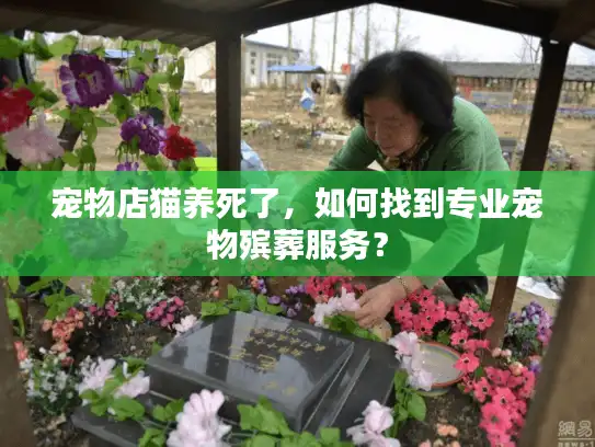 宠物店猫养死了,如何找到专业宠物殡葬服务? 宠物店猫养死了,如何找到专业宠物殡葬服务?