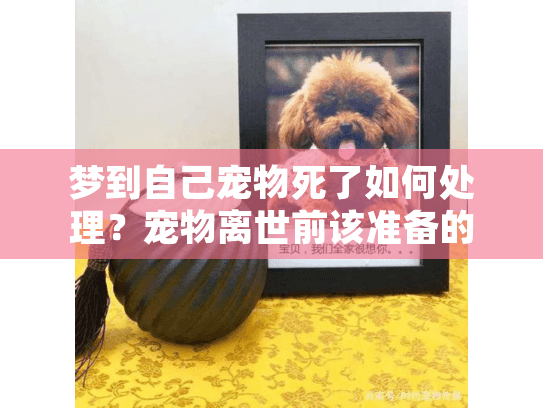 梦到自己宠物死了如何处理？宠物离世前该准备的殡葬服务清单