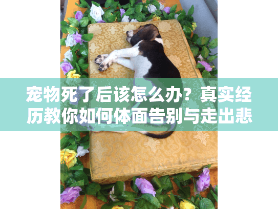 宠物死了后该怎么办?真实经历教你如何体面告别与走出悲伤 宠物死了后该怎么办?真实经历教你如何体面告别与走出悲伤