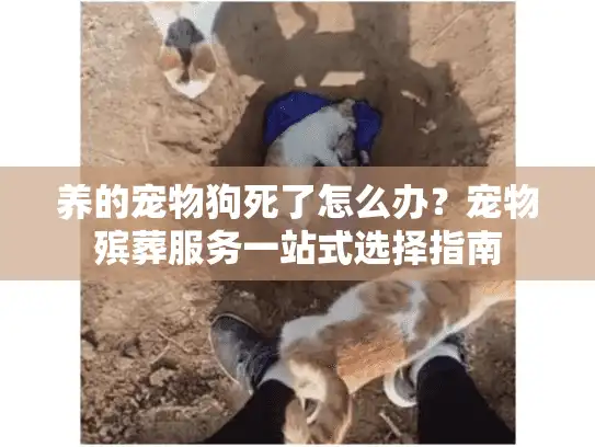 养的宠物狗死了怎么办？宠物殡葬服务一站式选择指南