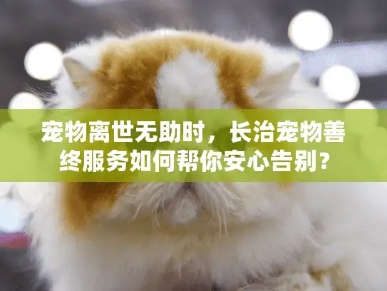 宠物离世无助时，长治宠物善终服务如何帮你安心告别？