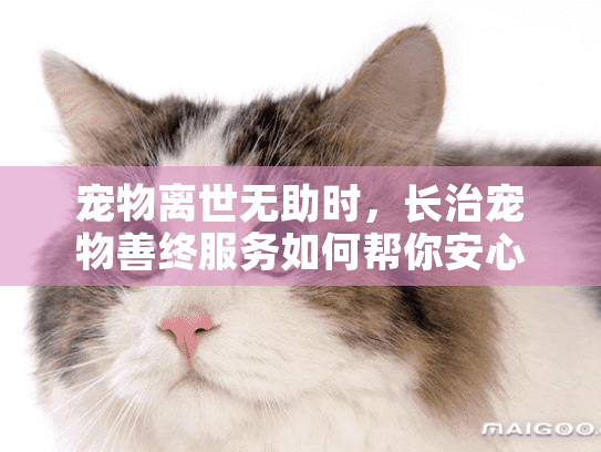 宠物离世无助时，长治宠物善终服务如何帮你安心告别？