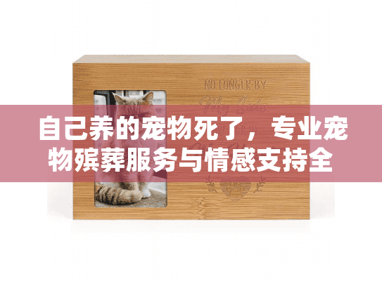 自己养的宠物死了，专业宠物殡葬服务与情感支持全程指南
