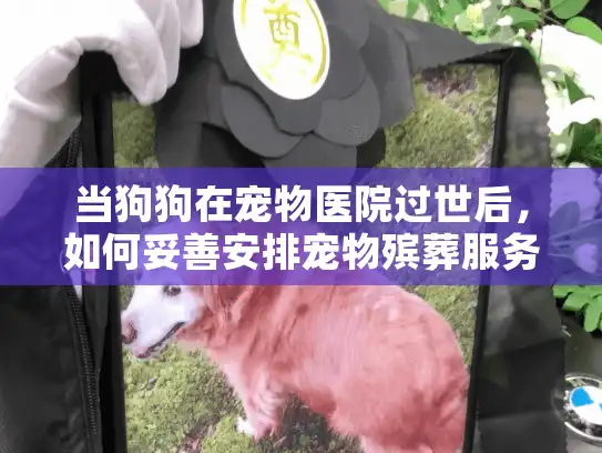 当狗狗在宠物医院过世后，如何妥善安排宠物殡葬服务？