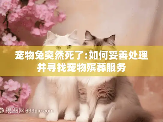 宠物兔突然死了:如何妥善处理并寻找宠物殡葬服务