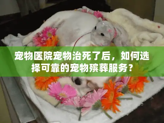 宠物医院宠物治死了后，如何选择可靠的宠物殡葬服务？