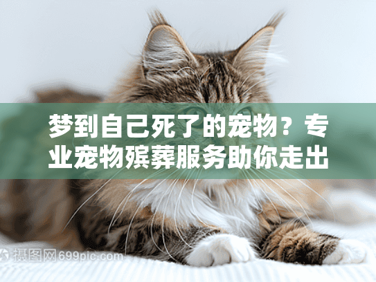 梦到自己死了的宠物？专业宠物殡葬服务助你走出哀伤之旅