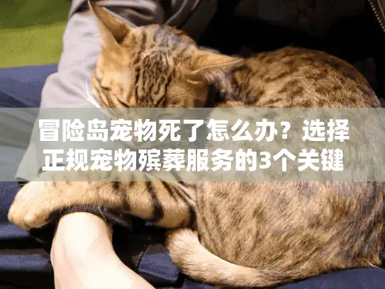 冒险岛宠物死了怎么办?选择正规宠物殡葬服务的3个关键点 冒险岛宠物死了怎么办?选择正规宠物殡葬服务的3个关键点