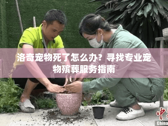 洛奇宠物死了怎么办？寻找专业宠物殡葬服务指南