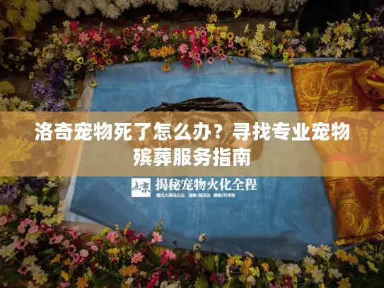 洛奇宠物死了怎么办？寻找专业宠物殡葬服务指南