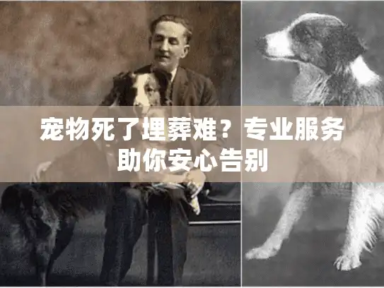 宠物死了埋葬难？专业服务助你安心告别