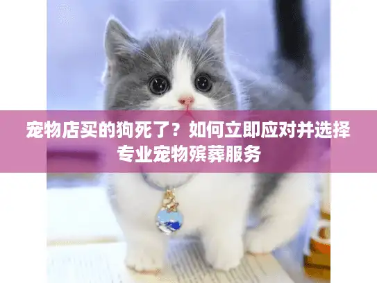 宠物店买的狗死了？如何立即应对并选择专业宠物殡葬服务