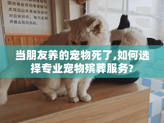 当朋友养的宠物死了,如何选择专业宠物殡葬服务?