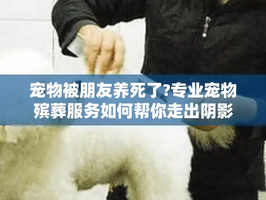 宠物被朋友养死了?专业宠物殡葬服务如何帮你走出阴影