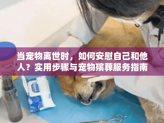 当宠物离世时，如何安慰自己和他人？实用步骤与宠物殡葬服务指南
