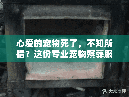 心爱的宠物死了，不知所措？这份专业宠物殡葬服务指南帮你渡过难关