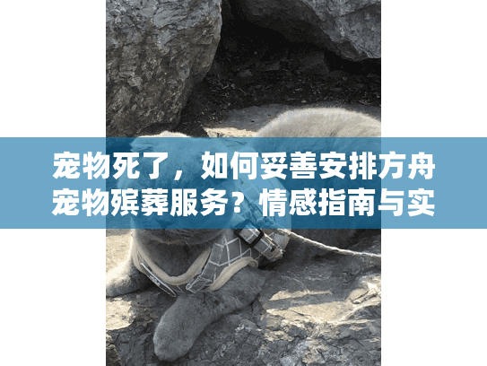 宠物死了，如何妥善安排方舟宠物殡葬服务？情感指南与实用步骤