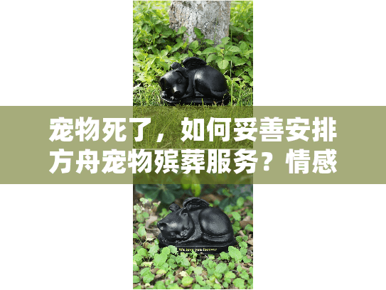 宠物死了，如何妥善安排方舟宠物殡葬服务？情感指南与实用步骤