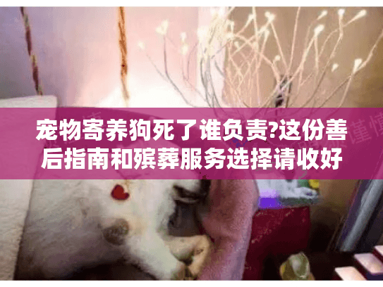 宠物寄养狗死了谁负责?这份善后指南和殡葬服务选择请收好