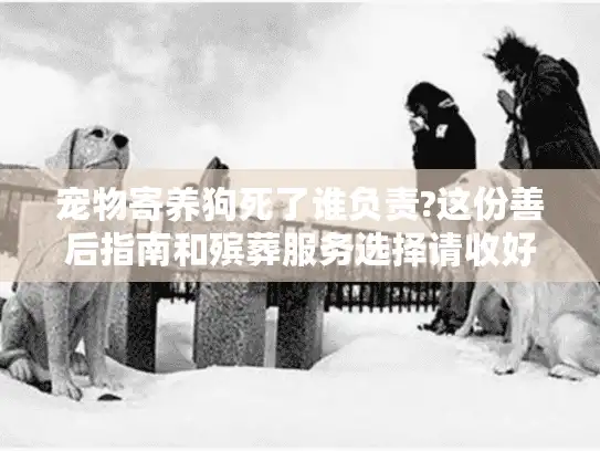 宠物寄养狗死了谁负责?这份善后指南和殡葬服务选择请收好