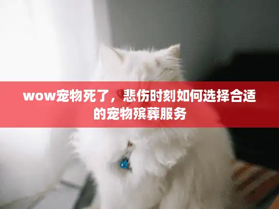 wow宠物死了，悲伤时刻如何选择合适的宠物殡葬服务
