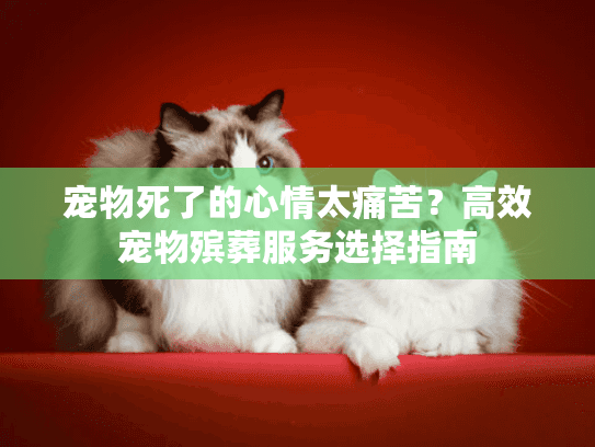 宠物死了的心情太痛苦？高效宠物殡葬服务选择指南