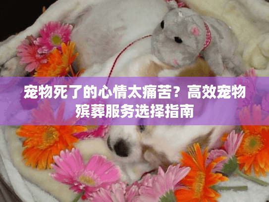 宠物死了的心情太痛苦？高效宠物殡葬服务选择指南