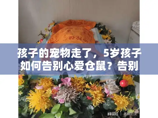 孩子的宠物走了，5岁孩子如何告别心爱仓鼠？告别仪式全指南