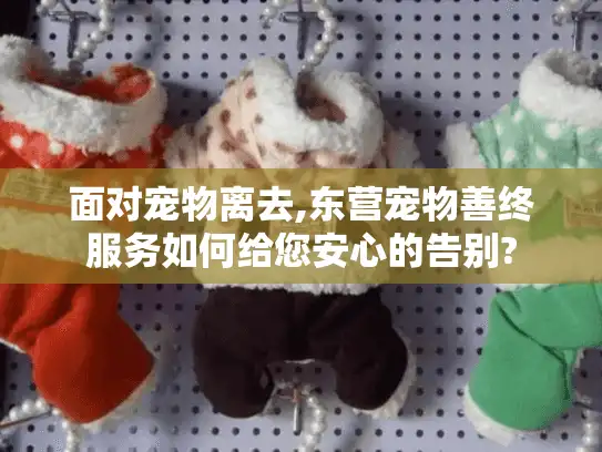 面对宠物离去,东营宠物善终服务如何给您安心的告别?