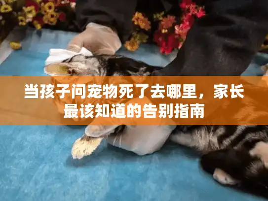 当孩子问宠物死了去哪里，家长最该知道的告别指南