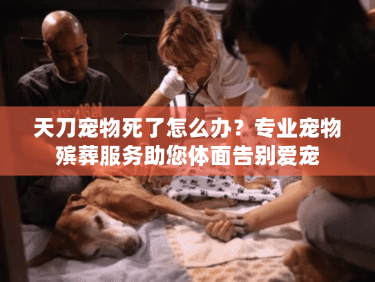 天刀宠物死了怎么办？专业宠物殡葬服务助您体面告别爱宠