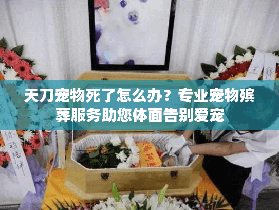 天刀宠物死了怎么办？专业宠物殡葬服务助您体面告别爱宠