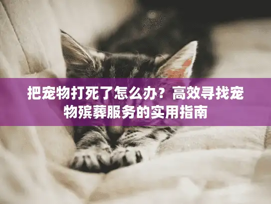 把宠物打死了怎么办？高效寻找宠物殡葬服务的实用指南