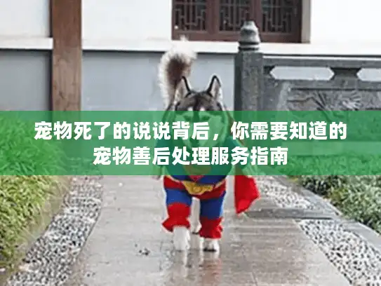 宠物死了的说说背后，你需要知道的宠物善后处理服务指南