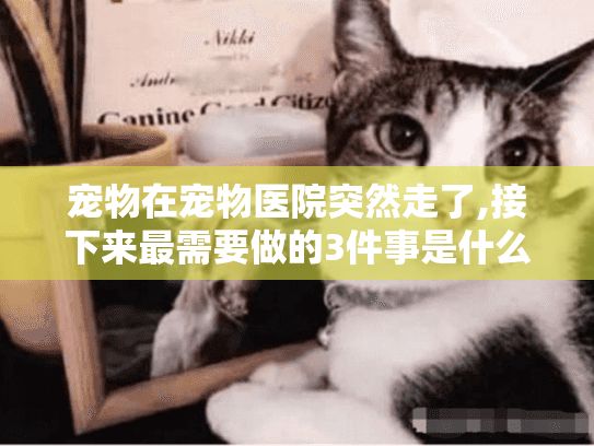 宠物在宠物医院突然走了,接下来最需要做的3件事是什么?