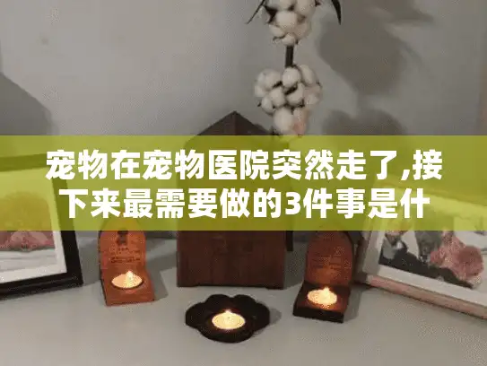宠物在宠物医院突然走了,接下来最需要做的3件事是什么?