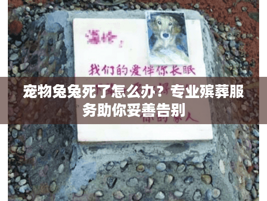 宠物兔兔死了怎么办？专业殡葬服务助你妥善告别