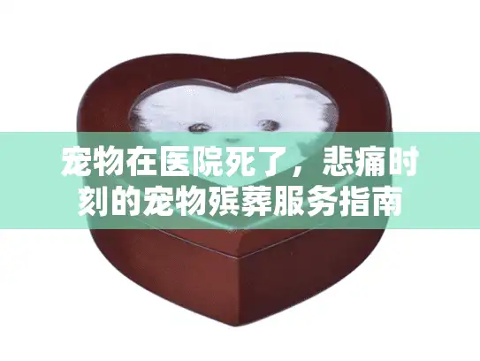 宠物在医院死了,悲痛时刻的宠物殡葬服务指南 宠物在医院死了,悲痛时刻的宠物殡葬服务指南