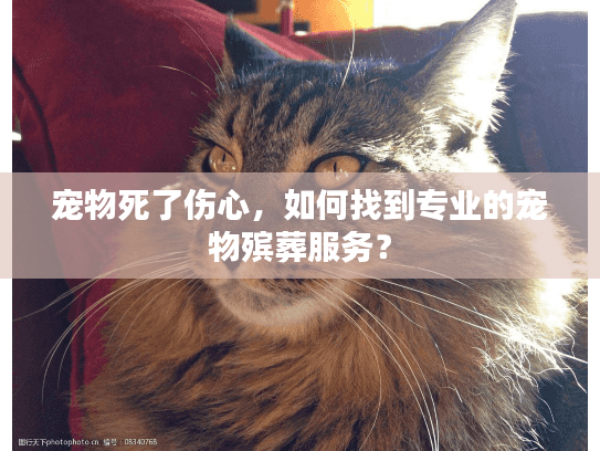 宠物死了伤心，如何找到专业的宠物殡葬服务？