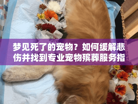 梦见死了的宠物？如何缓解悲伤并找到专业宠物殡葬服务指南