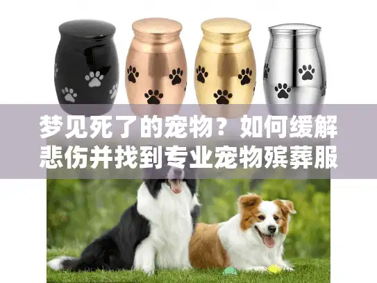 梦见死了的宠物？如何缓解悲伤并找到专业宠物殡葬服务指南